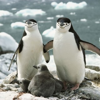На свадьбу пригласили пингвинов